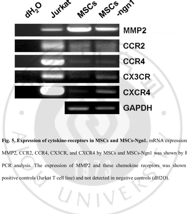 Fig. 5. Expression of cytokine-receptors in MSCs and MSCs-Ngn1. mRNA expression of 