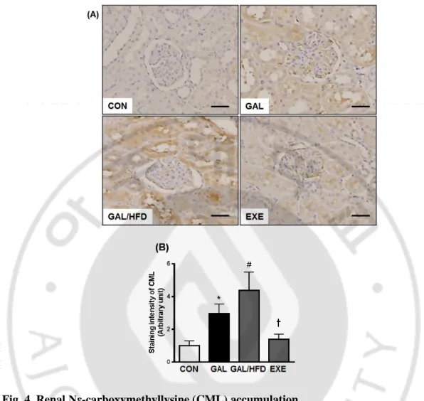 Fig. 4. Renal Nε-carboxymethyllysine (CML) accumulation.   