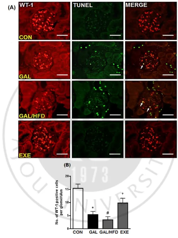 Fig. 11. Anti-apoptotic effect of exercise in the renal podocyte. 
