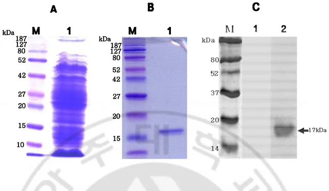 Fig. 1. SDS-PAGE and Western blotting of the purified Nfa1 protein. Lane 1 (A) shows a  fractionated  E