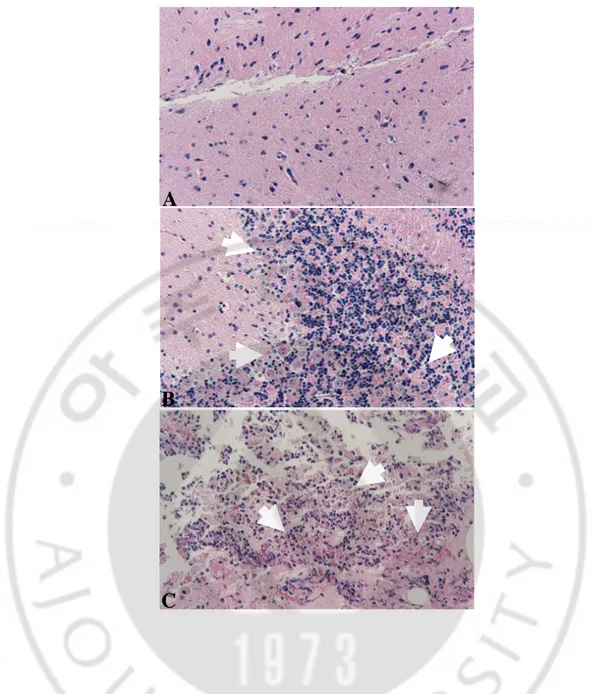 Fig. 3. Histologic findings of mice brain tissues post infection of N. fowleri trophozoites