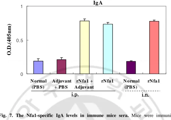 Fig.  7.  The  Nfa1-specific  IgA  levels  in  immune  mice  sera.  Mice  were  immunized  intraperitoneally  (i.p.)  with  the  rNfa1  in  adjuvant  or  in  the  absence  of  adjuvant,  or  intranasally  (i.v.)  with  the  rNfa1  only