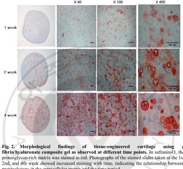 Fig. 2.  Morphological  findings  of  tissue-engineered  cartilage  using  a  fibrin/hyaluronate composite gel as observed at different time points