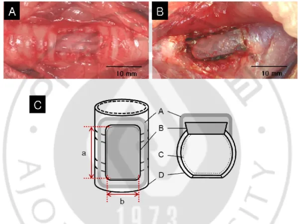 Fig. 4.  Implantation  of  tissue-engineered  cartilages  using  a  fibrin/hyaluronate  composite gel