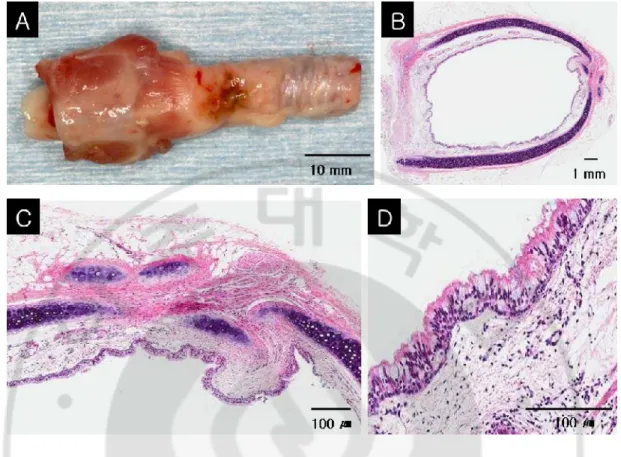 Fig. 7.Histological evaluation of tissue-engineered tracheal construction 6 months after  surgery.Gross  specimen  of  the  implanted  trachea  (A).Hematoxylin-eosin  staining  shows 