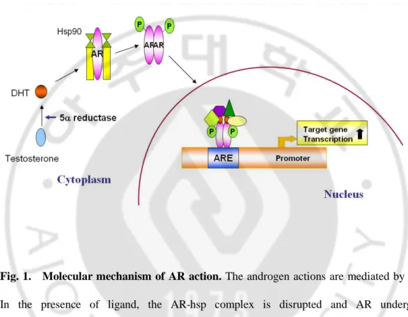 Fig. 1.    Molecular mechanism of AR action. The androgen actions are mediated by AR. 