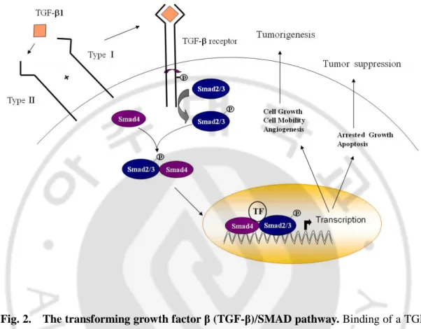 Fig. 2.    The transforming growth factor  β (TGF-β)/SMAD pathway. Binding of a TGF- 