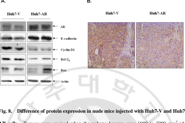 Fig. 8.    Difference of protein expression in nude mice injected with Huh7-V and Huh7- Huh7-AR  cells