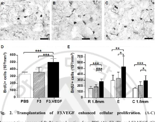 Fig.  2.  Transplantation  of  F3.VEGF  enhanced  cellular  proliferation.  (A-C)  Representative  images  of  BrdU  stained  section  from  PBS  (A),  F3  (B),  and  F3.VEGF  (C)  groups