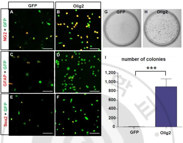 Fig. 10. Olig2 overexpression is lead to glioma formation in vitro. (A-F) Confocal images  of  GFP+  FACS  sorted  cells  colocalized  with  OPC  marker  NG2  (A,B),  astrocytic  lineage  marker GFAP (C,D), and neural stem cell marker (E,F) from GFP+ group