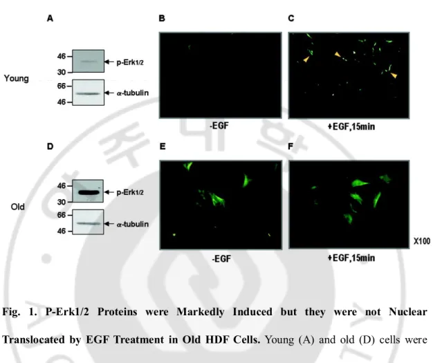 Fig.  1.  P-Erk1/2  Proteins  were  Markedly  Induced  but  they  were  not  Nuclear 