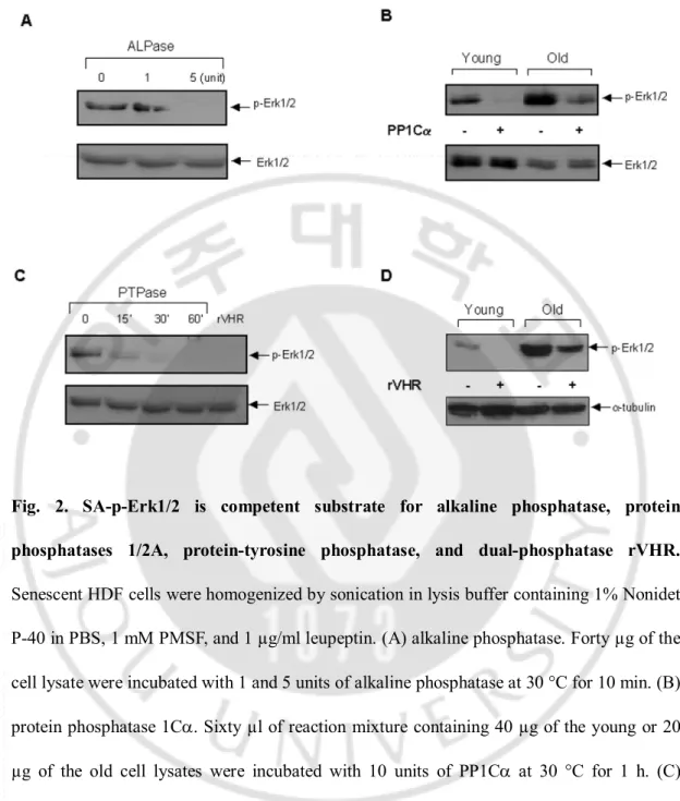 Fig.  2.  SA-p-Erk1/2  is  competent  substrate  for  alkaline  phosphatase,  protein  phosphatases  1/2A,  protein-tyrosine  phosphatase,  and  dual-phosphatase  rVHR.