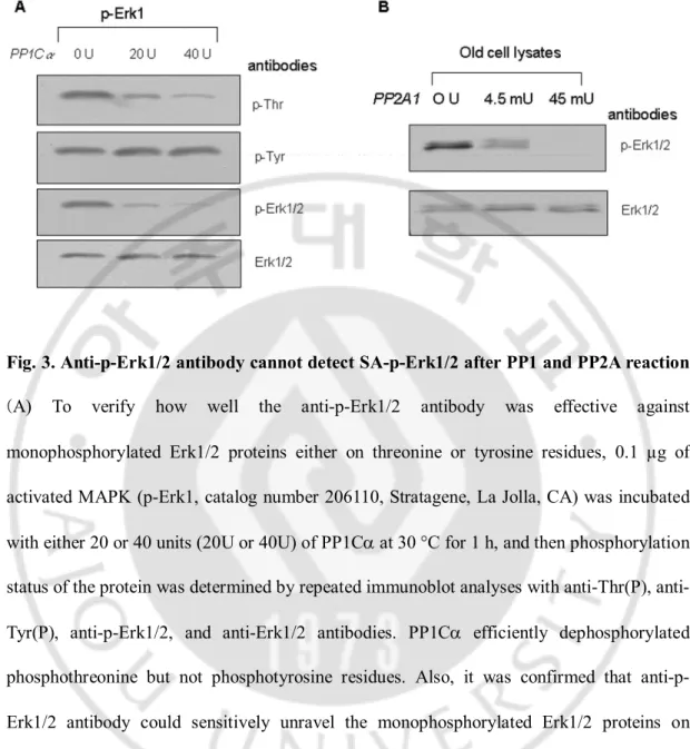 Fig. 3. Anti-p-Erk1/2 antibody cannot detect SA-p-Erk1/2 after PP1 and PP2A reaction.