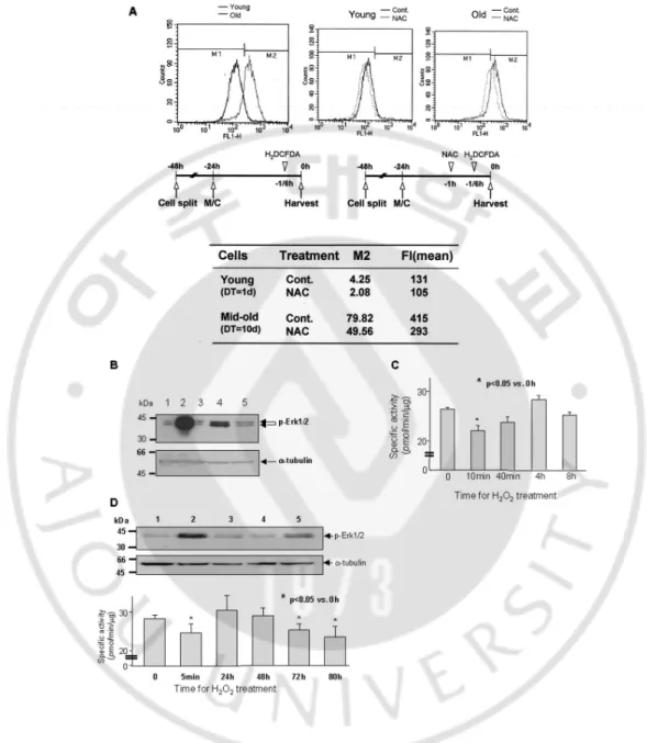 Fig. 5. Reactive oxygen species generated during cellular senescence-regulated PP1/2A  activities  and  p-Erk1/2  levels