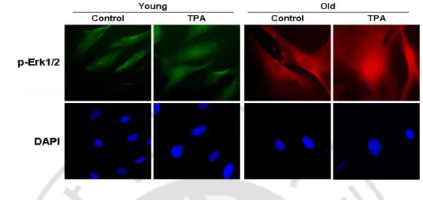 Fig.  7.  TPA  treatment  induces  nuclear  translocation  of  p-Erk1/2.  Immunofluorescence 