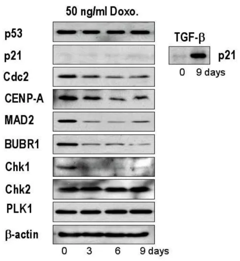 Fig.  6.      Changes  in  the  expression  of  p53,  p21  and  some  mitosis-controlling  proteins following treatment with 50 ng/ml doxorubicin