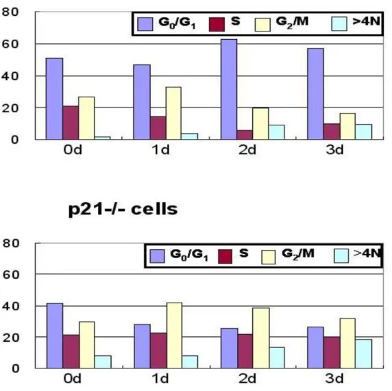 Fig.  16.  Changes  in  DNA  contents  in  p21+/+  or  p21-/-  cells  treated  with  50  nM  doxorubicin