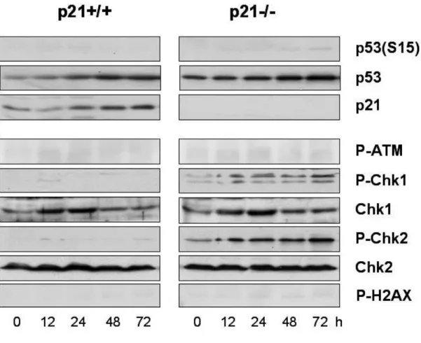 Fig.  17.  Expression  of  the  proteins  involved  in  DNA  damage  checkpoint  signaling pathways  in p21+/+  and  p21-/-  cells  treated  with  50  nM  doxorubicin