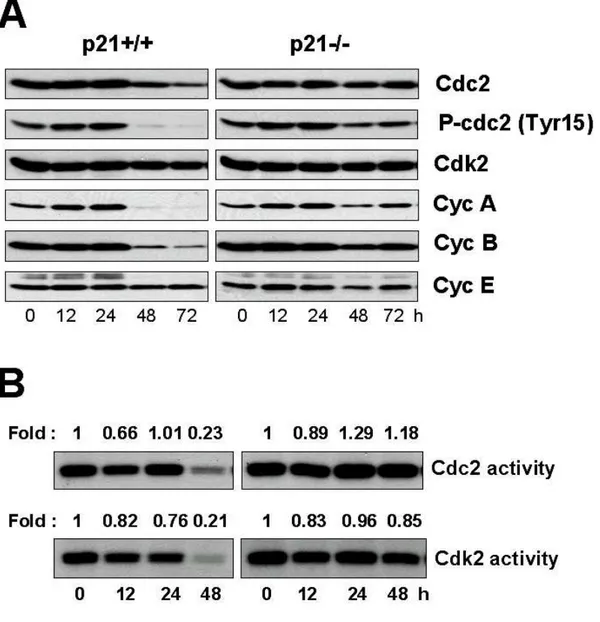 Fig. 18. Expression of the cell cycle regulators and Cdc2 and Cdk2 activities in  p21+/+  and  p21-/-  cells  treated  with  50  nM  doxorubicin