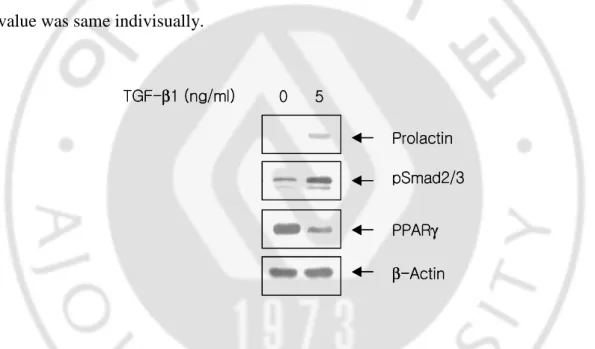 Fig.  2.  Expression  of  prolactin,  PPAR γγγγ   and  pSmad  2/3  in  cultured  endometrial  stromal  cells
