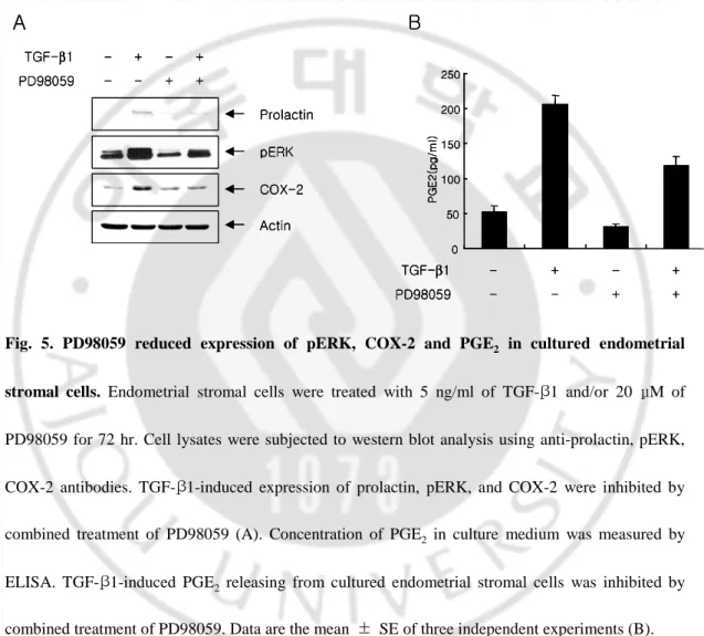 Fig.  5.  PD98059  reduced  expression  of  pERK,  COX-2  and  PGE 2   in  cultured  endometrial 