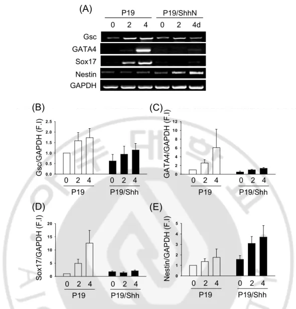 Fig. 1. Shh induces neuroectodermal and blocks meso-endodermal markers in P19 cells.  Cells  were  cultured  to  form  aggregate  in  DMEM  with  10%FBS  for  4days  without  the  treatment of RA (retinoic acid)