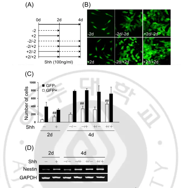 Fig.  3.  Shh  promotes  GFP  expression  regulated  by  Nestin  2 nd   intron  enhancer