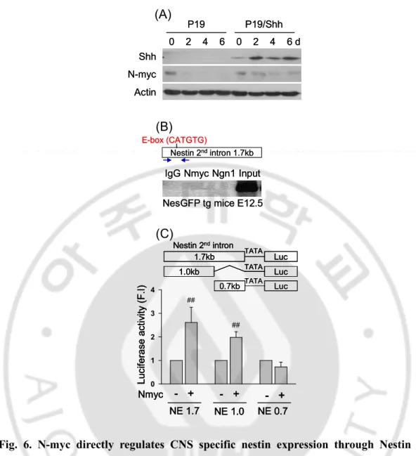 Fig.  6.  N-myc  directly  regulates  CNS  specific  nestin  expression  through  Nestin  2 nd intron  5’-region