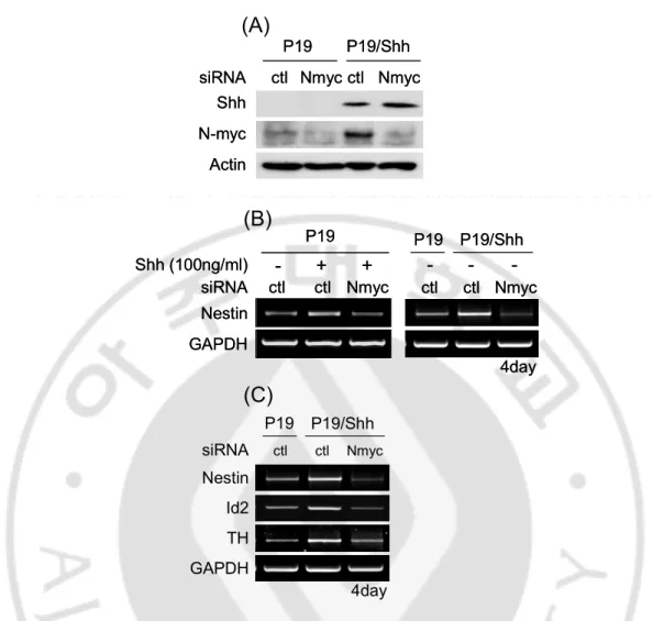 Fig. 7. N-myc promotes Nestin expression in the response of Shh. Cells were transfected  with siControl or siN-myc in Shh (100 ng/㎖) -treated P19 cells or P19 /Shh cells
