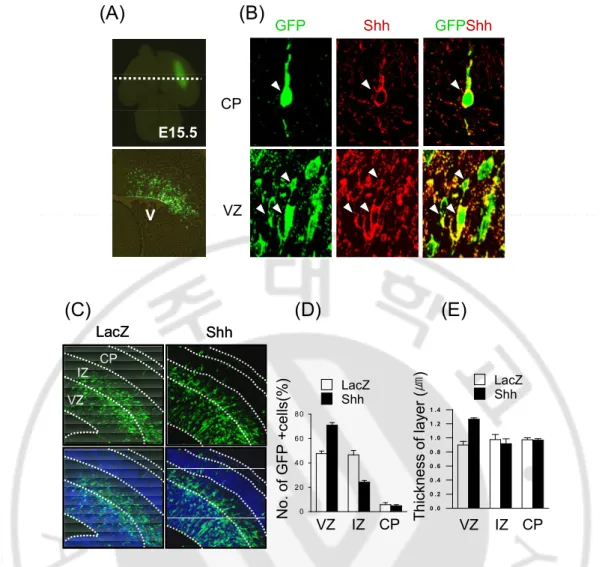 Fig.  8.  The  ectopic  expression  of  Shh  in  developing  dorsal  cortex.  Shh  and  LacZ  were  tranfected  in  ventricular  zone  of  dorsal  cortex  at  E13.5  using  in  utero  electroporation