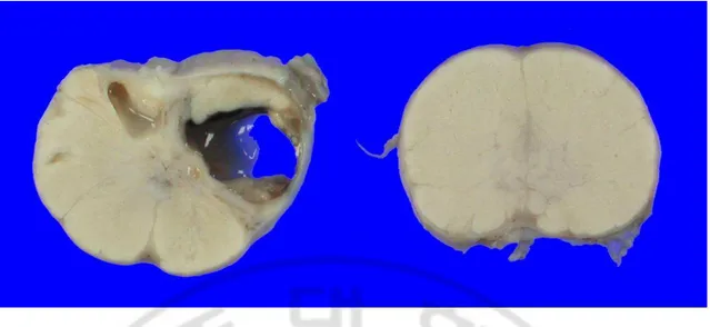 Fig.  4.  Gross  specimens  of  the  prostate  from  group  B.  Left  prostate  from  dog  with 