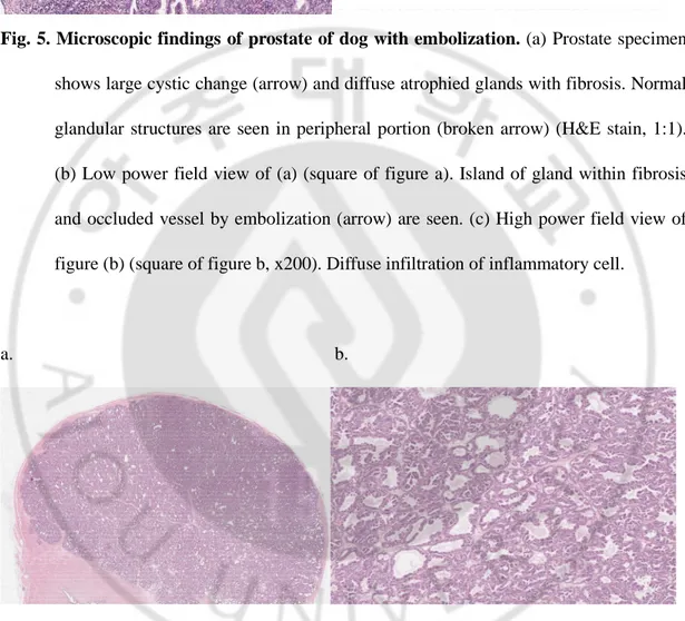 Fig. 6. Microscopic findings of prostate of dog without embolization. Prostate specimen 