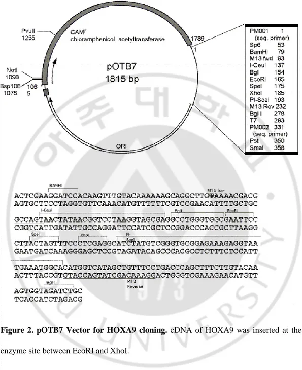 Figure  2.  pOTB7  Vector  for  HOXA9  cloning.  cDNA  of  HOXA9  was  inserted  at  the 
