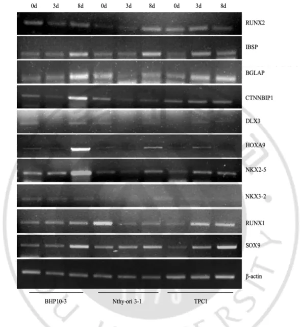 Figure 4. Expression of candidate genes in thyroid cells. (a) The expression of several 