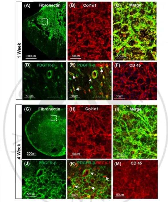 Figure 7. Perivascular fibroblasts are a major source  of the newly formed ECM  at 1  and  4  week