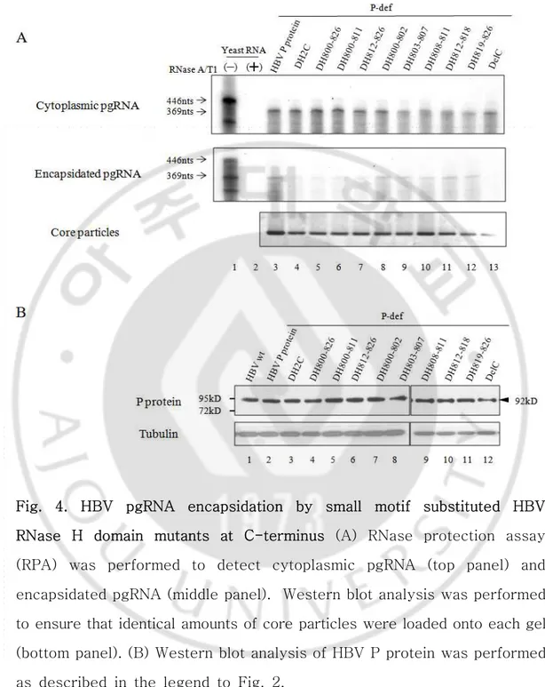Fig.  4.  HBV  pgRNA  encapsidation  by  small  motif  substituted  HBV  RNase  H  domain  mutants  at  C-terminus  (A)  RNase  protection  assay  (RPA)  was  performed  to  detect  cytoplasmic  pgRNA  (top  panel)  and  encapsidated pgRNA (middle panel)