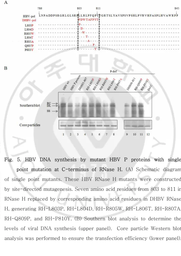 Fig.  5.  HBV  DNA  synthesis  by  mutant  HBV  P  proteins  with  single                point  mutation  at  C-terminus  of  RNase  H