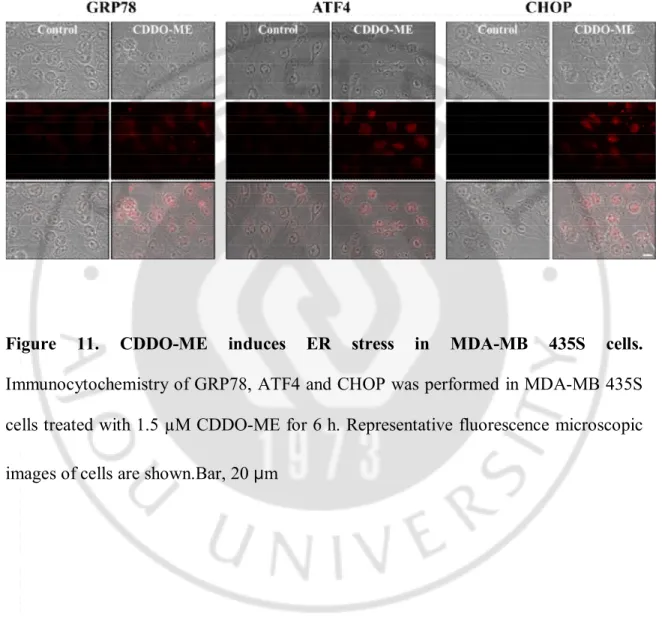 Figure  11.  CDDO-ME  induces  ER  stress  in  MDA-MB  435S  cells.  Immunocytochemistry of GRP78, ATF4 and CHOP was performed in MDA-MB 435S  cells treated with 1.5 µM CDDO-ME for 6 h