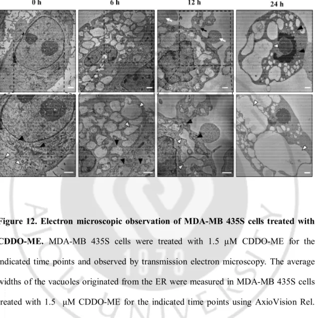 Figure 12. Electron  microscopic observation of MDA-MB 435S cells treated with  CDDO-ME