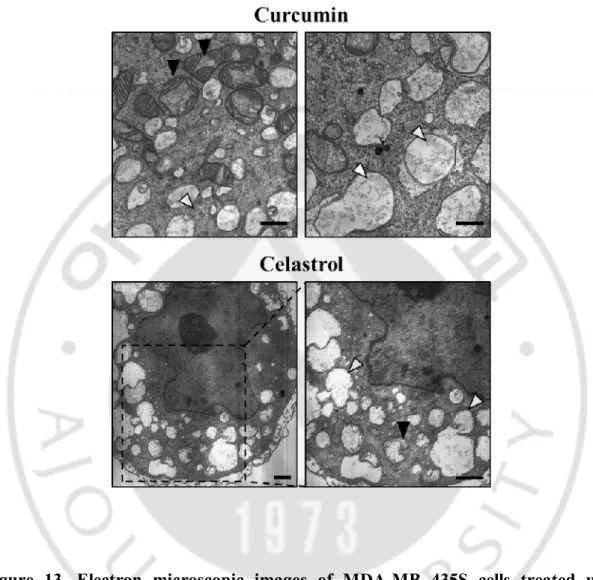 Figure  13.  Electron  microscopic  images  of  MDA-MB  435S  cells  treated  with  curcumin or celastrol