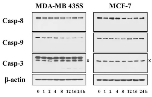 Fig.  3.  Effects  of  celastrol  on  the  activation  of  caspase  in  MDA-MB  435S  cells