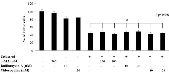 Fig. 5. Effects of 3-MA, bafilomycin, or chloroquine on celastrol-induced cell death. 