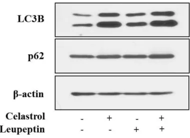 Fig.  8.  Celastrol  does  not  induce  autophagic  flux.  MDA-MB  435S  cells  were 