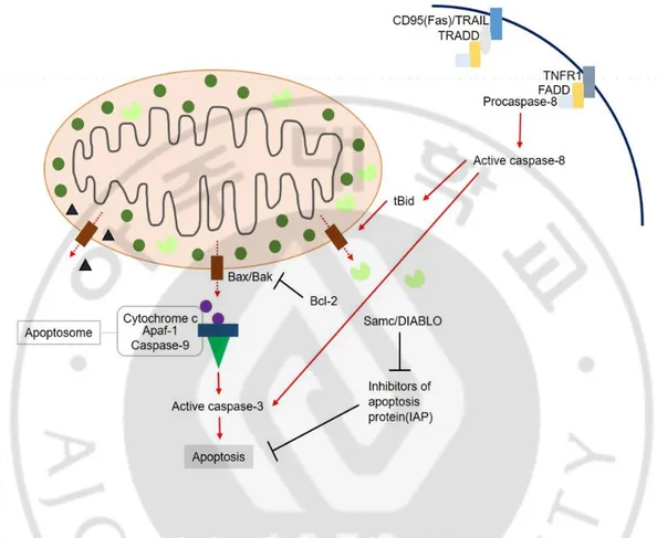 Fig. 1. Apoptosis can take place either through the extrinsic (receptor-mediated) or  the intrinsic (mitochondrial) pathway
