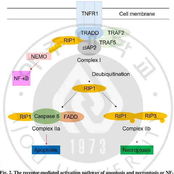 Fig. 2. The receptor-mediated activation pathway of apoptosis and necroptosis or NF- NF-κB by TNF-α treatment