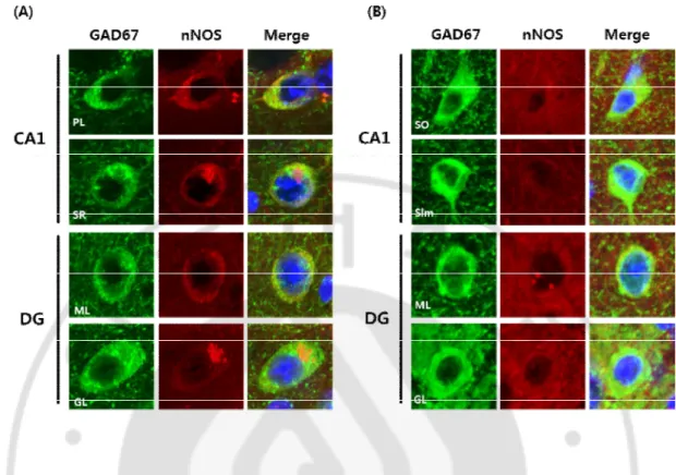 Fig. 1. The coexpression of GAD67 and nNOS in the hippocampus in P301L mice. The 