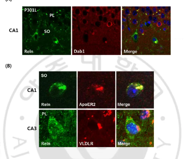 Fig. 4. The expression of reelin receptor in P301L mice. (A) Dab1 was expressed within 