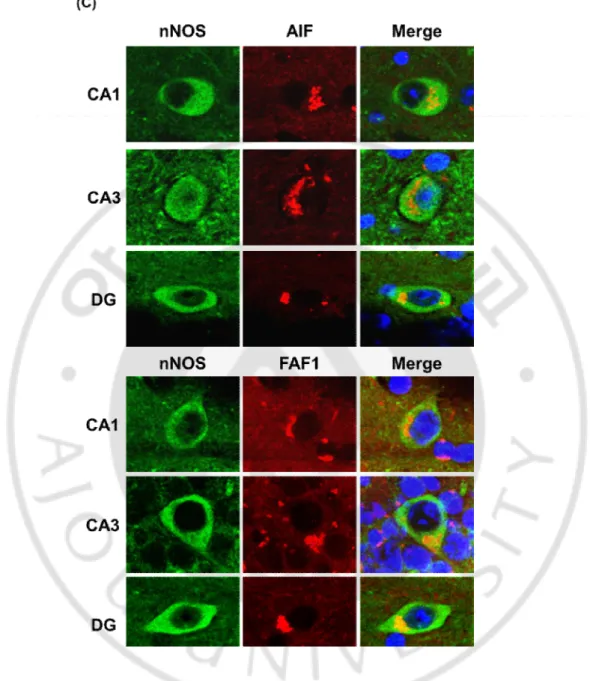 Fig. 5. The cell death of nNOS positive neurons by tau hyperphosphorylation in P301L  mice
