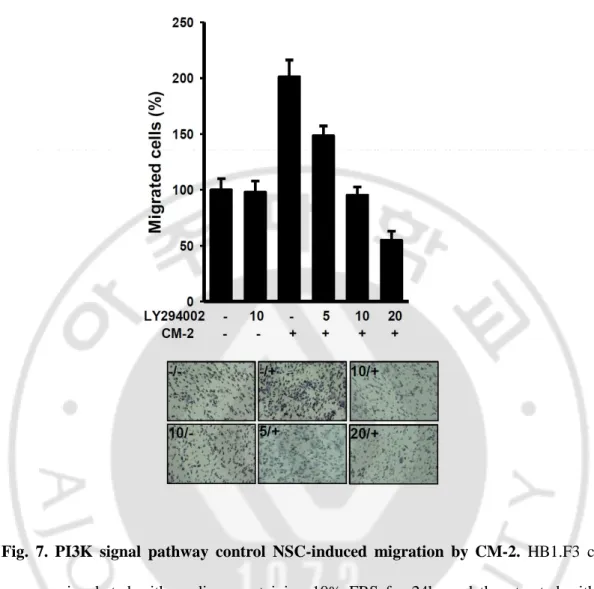 Fig.  7.  PI3K  signal  pathway  control  NSC-induced  migration  by CM-2.  HB1.F3  cells 