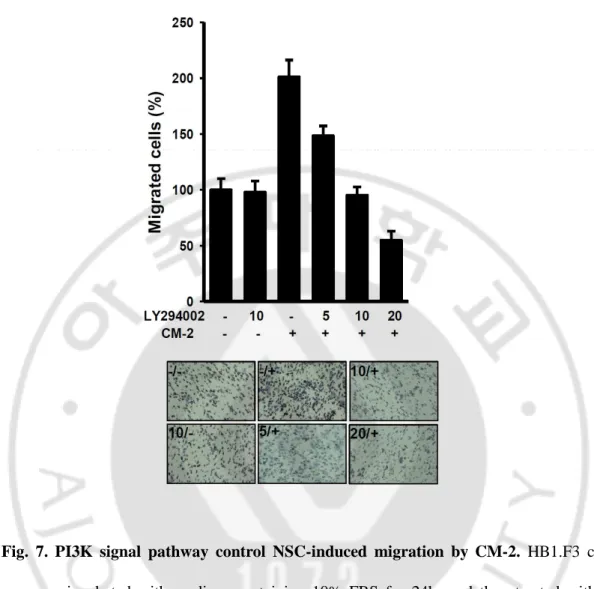 Fig.  7.  PI3K  signal  pathway  control  NSC-induced  migration  by CM-2.  HB1.F3  cells 